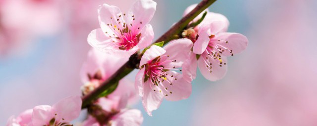 桃花树什么时候修剪 春天什么时候修剪桃树好