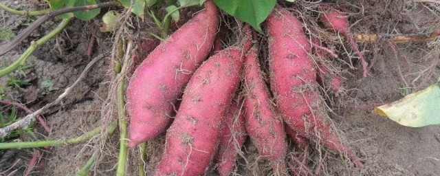 红薯什么时候种植最好 种红薯的最佳时间