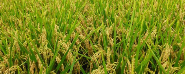 北方水稻什么时候种植好 北方种水稻的最佳时间