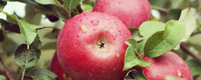 削好的苹果怎么保存 剥皮苹果如何储存保鲜