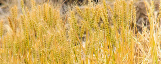 种小麦的最佳播种期是哪时候 种小麦的最佳时间
