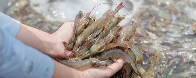 新鲜虾子放冰箱的保存方法 虾怎么放冰箱保鲜