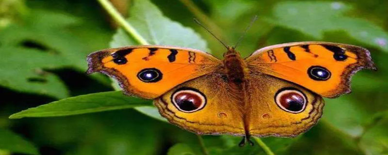 大孔雀蝶是什么