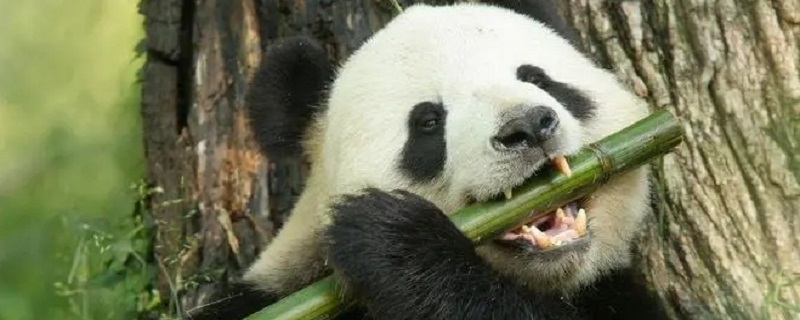 熊猫属于什么科