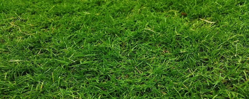 草坪为什么是绿茸茸的
