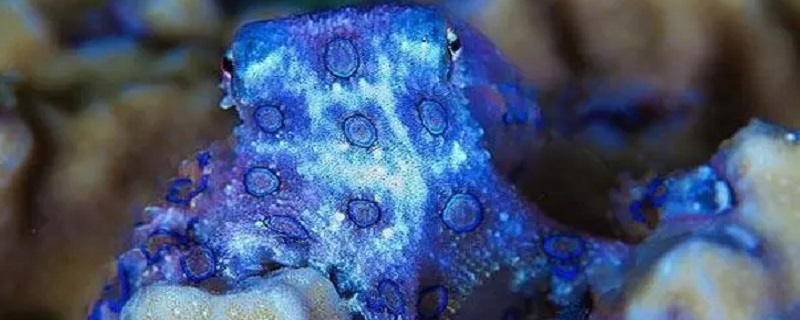 蓝环章鱼是什么