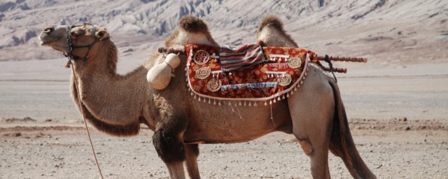 骆驼还有什么别称呢 骆驼被称为什么