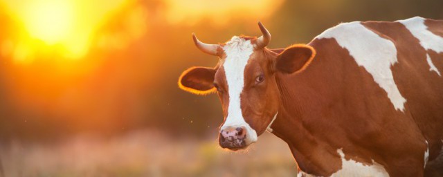 牛如何饲养 牛饲养方法