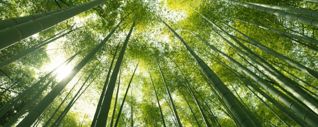 竹子还有什么称呼呢 竹子被称为什么