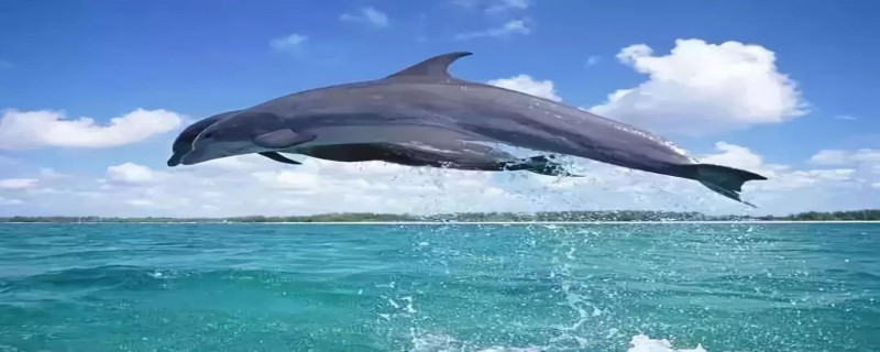 海豚有多重