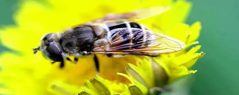 昆虫记中蜜蜂被称为