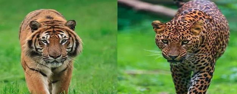老虎和豹子是同一科吗