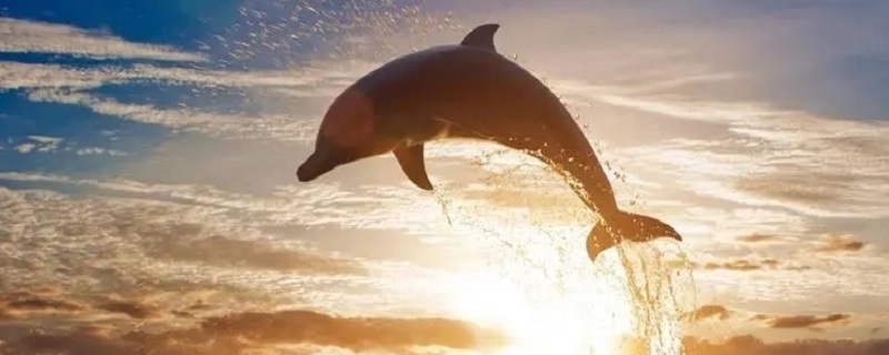 海豚寿命