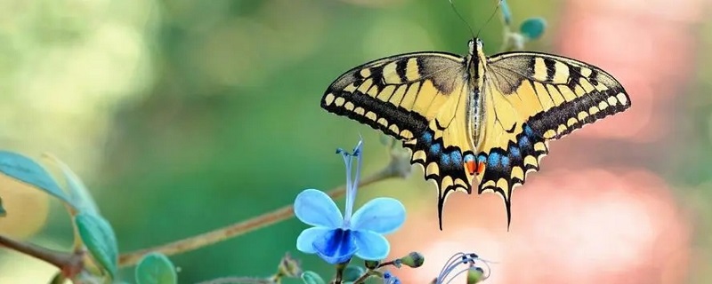 蛾子和蝴蝶哪个身体纤细