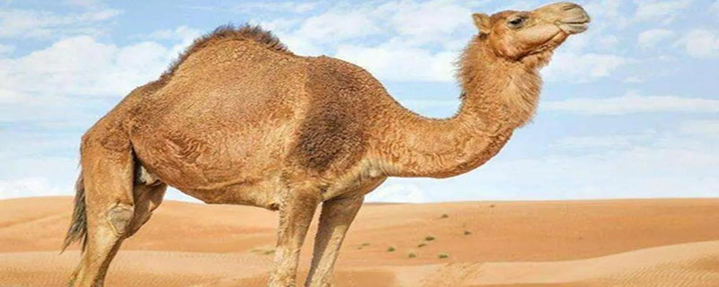 骆驼走不快的原因是什么