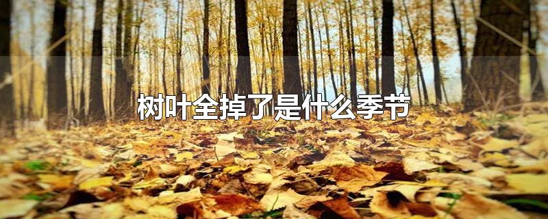 树叶全掉了是什么季节