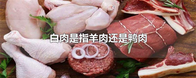 白肉是指羊肉还是鸭肉