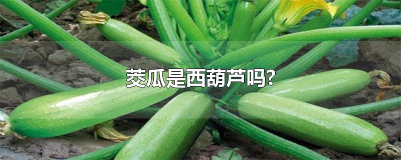 茭瓜是西葫芦吗?