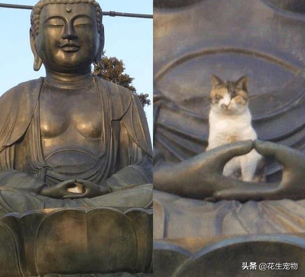 猫是最接近佛的生物