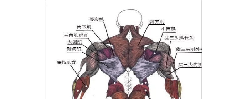 锻炼肌肉的方法	