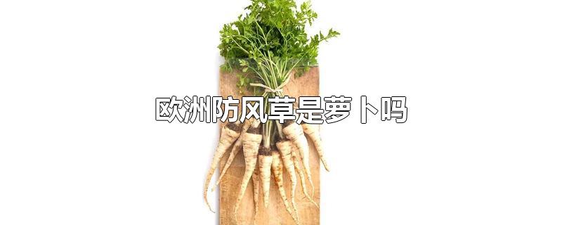 欧洲防风草是萝卜吗