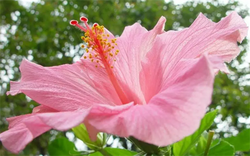 木槿花的生活习性 木槿花的花语是什么