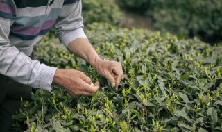 乌龙茶在北方什么季节喝好（秋冬季喝乌龙茶好吗）