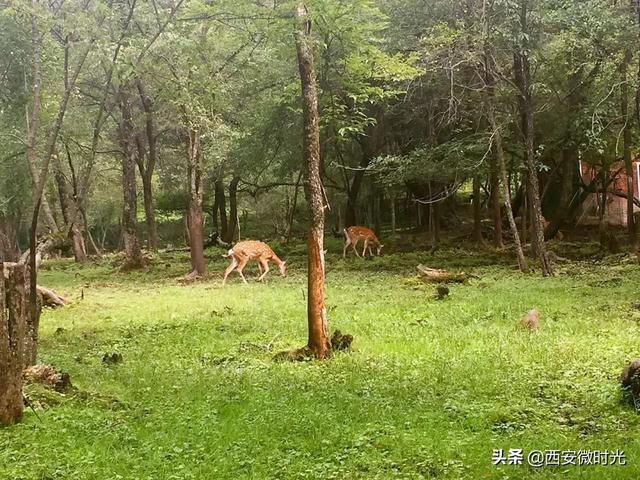 周末去哪看油菜花陕西（骑马赏花觅美食）