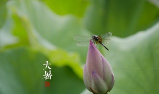 大暑节气的风俗食物 大暑节气的风俗食物有哪些呢