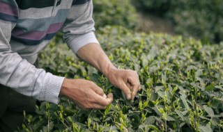 冷库怎么储存新鲜茶叶，冷库怎么储存新鲜茶叶和茶叶