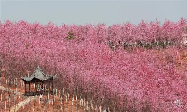 来云南旅游必吃的美食推荐（云南的春天不仅好看）