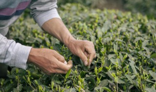 石阡苔茶什么季节喝好，石阡苔茶什么季节喝好喝