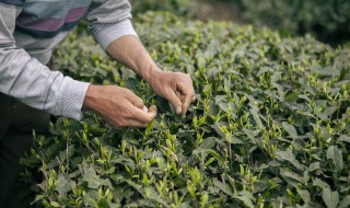 喝祛湿茶什么季节喝好（喝祛湿茶什么季节喝好一些）