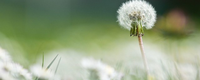 蒲公英吃哪个部位 蒲公英吃哪里