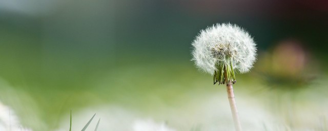 新鲜蒲公英煮水怎么做 新鲜蒲公英煮水如何制作呢