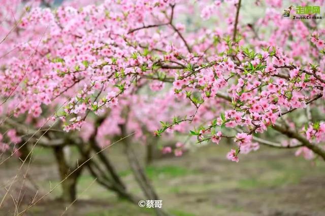 广东的秋天热到爆（广东最秋天的地方）