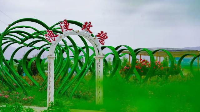 兰州粉色花海在哪里（兰州周边这片花海）