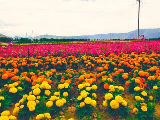 兰州粉色花海在哪里（兰州周边这片花海）