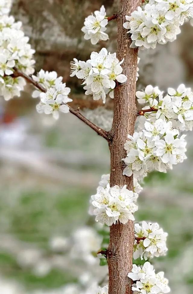 印盒李花花海一日游（无门票赏80000亩李花）