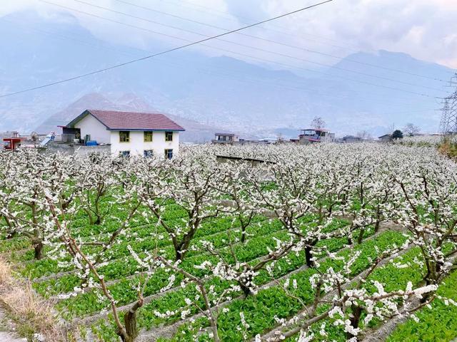 印盒李花花海一日游（无门票赏80000亩李花）