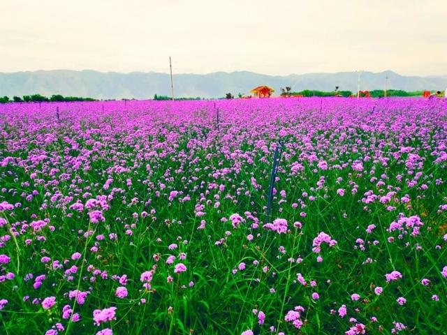 兰州粉色花海在哪里（兰州周边这片花海）