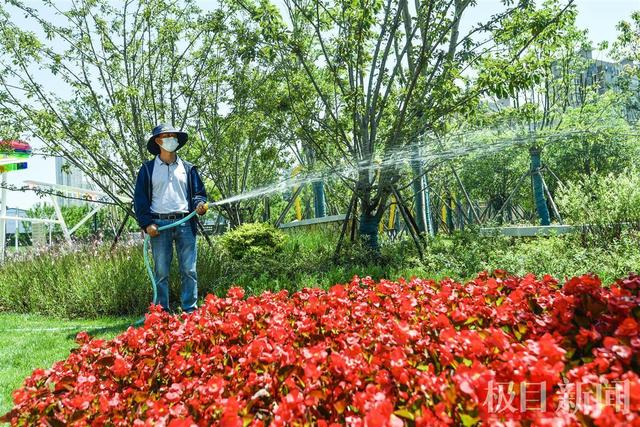 停车场常用植物排名（120种植物299个停车位）