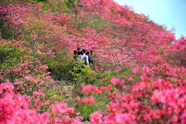 金寨旅游景点大全免费预约（旅游五一来金寨）