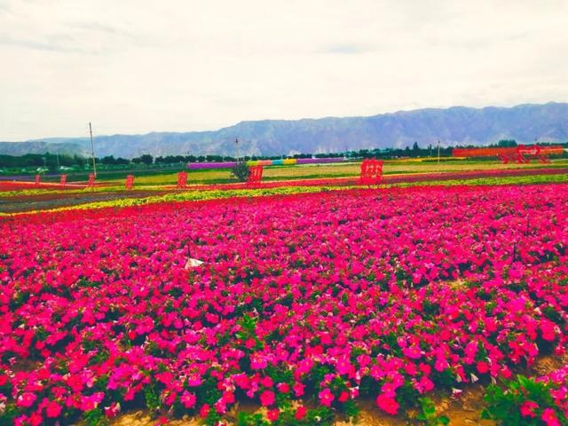 兰州粉色花海在哪里（兰州周边这片花海）