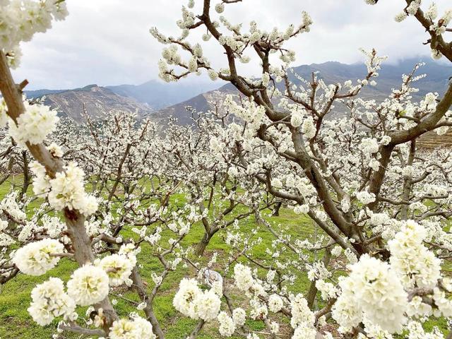 印盒李花花海一日游（无门票赏80000亩李花）