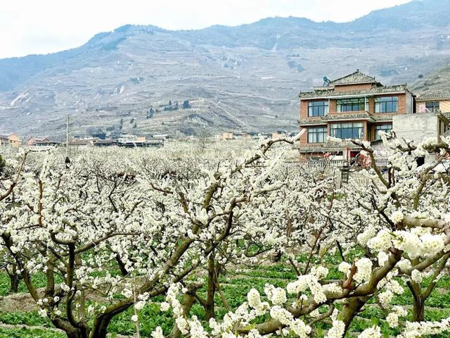 印盒李花花海一日游（无门票赏80000亩李花）