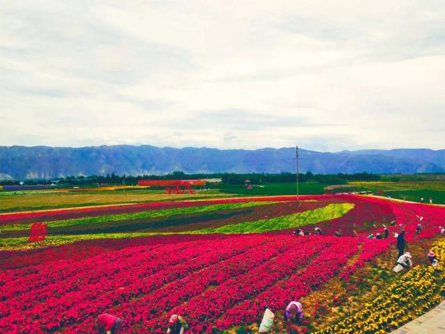 兰州粉色花海在哪里（兰州周边这片花海）