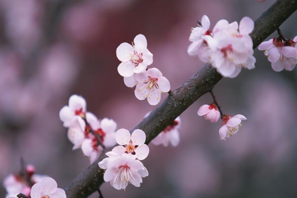 南宁哪里看桃花 最美观赏地推荐