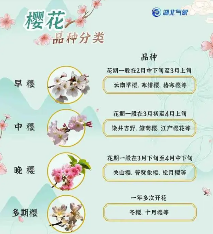 2023年武汉樱花花期预报最新出炉