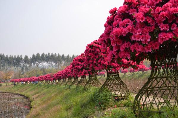 四川哪里有杜鹃花 四川十大赏杜鹃花最好的地方